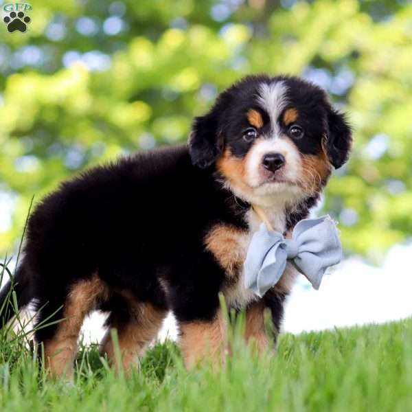 Jimminy Cricket, Mini Bernedoodle Puppy